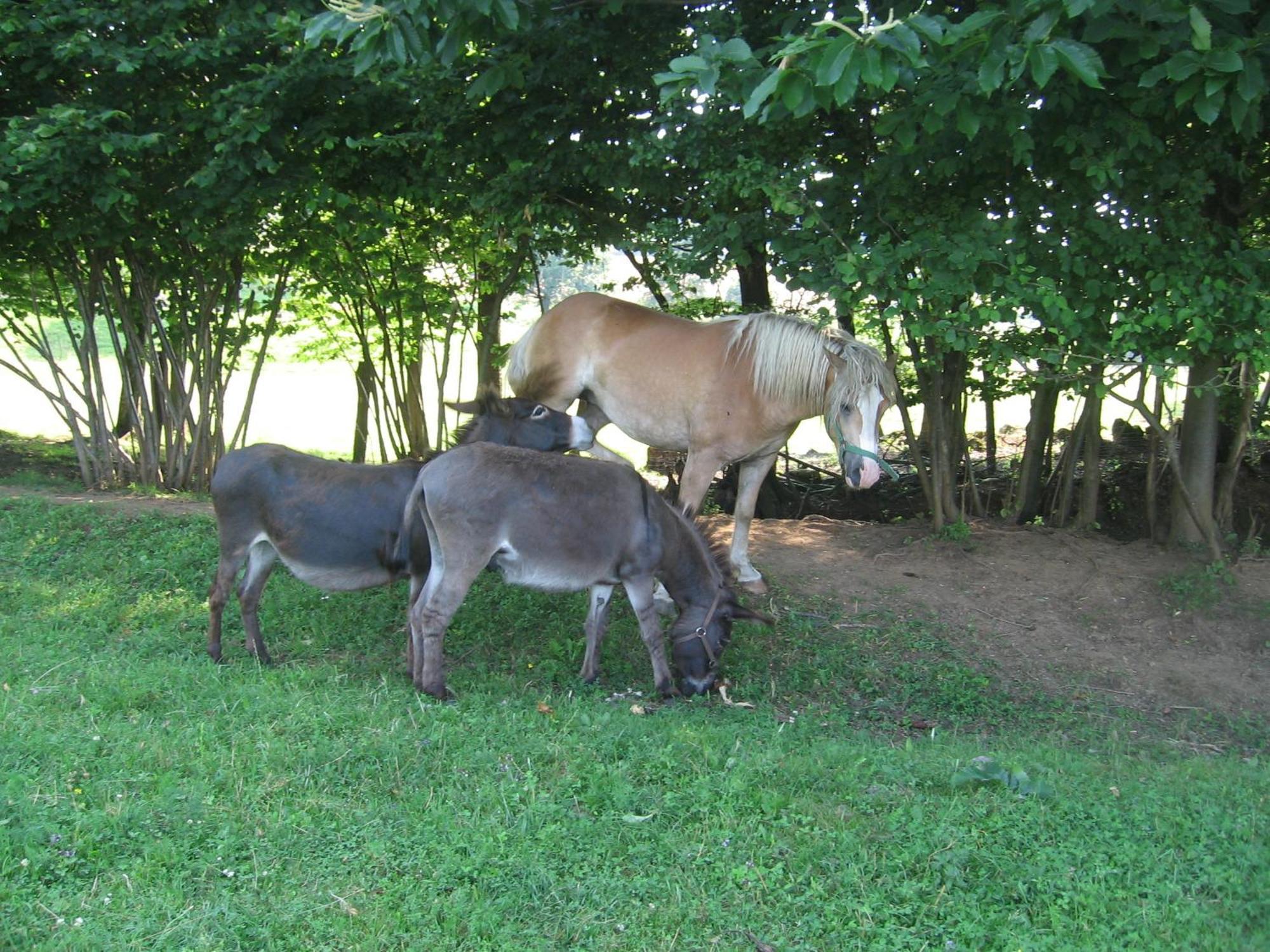 Krška Vas Tourist Farm Pri Martinovih 빌라 외부 사진